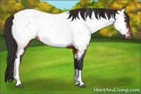 Horse Color:Brown Appaloosa 