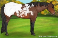 Horse Color:Bay Appaloosa 