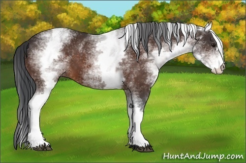 Horse Color:White Spotted Bay