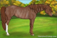 Horse Color:Chestnut Rabicano 