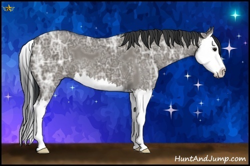 Horse Color:Grullo Ice Sabino Splash 