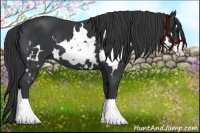 Horse Color:White Spotted Black Splash Frame 