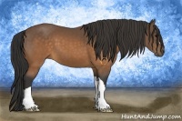Horse Color:Buckskin 