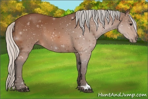 Horse Color:Silver Bay 