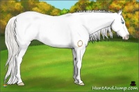 Horse Color:Chocolate Palomino Pearl Sabino Appaloosa Rabicano 