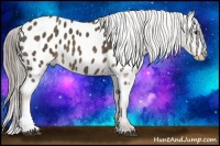 Horse Color:Chocolate Palomino Appaloosa 