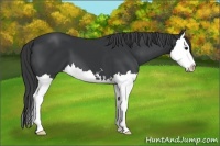 Horse Color:Black Sabino Splash 