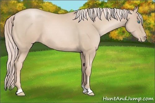Horse Color:Palomino Pearl