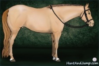 Horse Color:Bay Pearl 