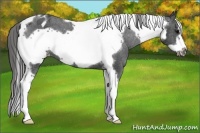 Horse Color:Black Tobiano Frame Appaloosa