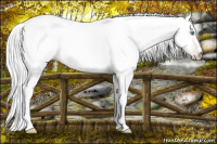 Horse Color:Gray Gold Cream Champagne Pearl 