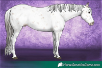 Horse Color:Bay Sabino 