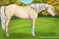Horse Color:Silver Sable Champagne Pearl 