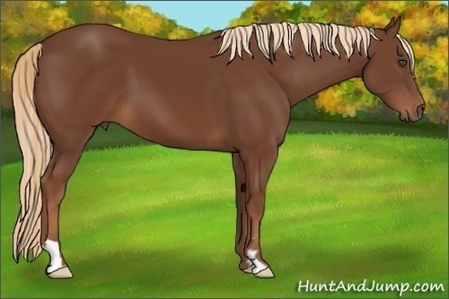 Horse Color:Chestnut Frame 