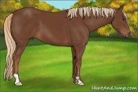 Horse Color:Chestnut Frame