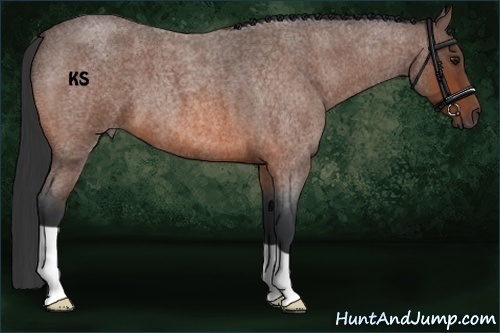 Horse Color:Bay Roan 