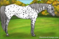 Horse Color:Black Appaloosa
