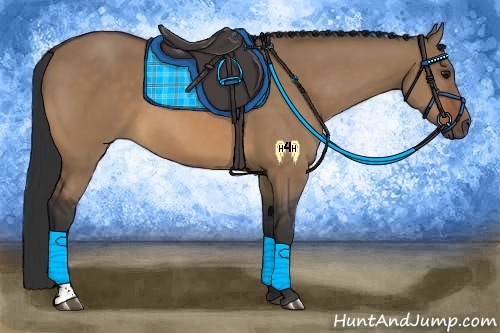 Horse Color:Bay Dun Sabino 