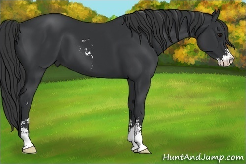 Horse Color:Black Sabino 