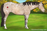 Horse Color:Amber Champagne Ice 