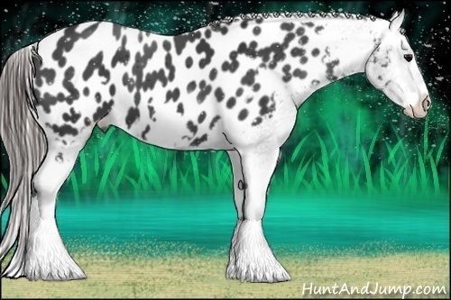 Horse Color:Black Frame Appaloosa 