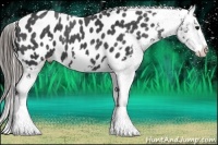 Horse Color:Black Frame Appaloosa 