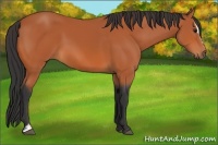 Horse Color:Bay Sabino