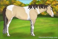 Horse Color:Amber Cream Champagne Dun Splash Tobiano Rabicano