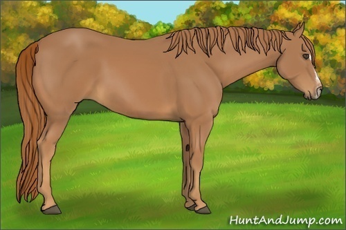 Horse Color:Chestnut Sabino Frame