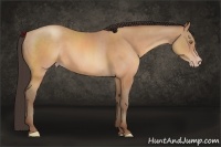 Horse Color:Sable Champagne