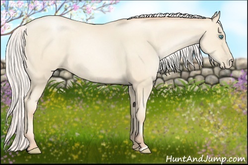 Horse Color:Silver Amber Cream Champagne Pearl 