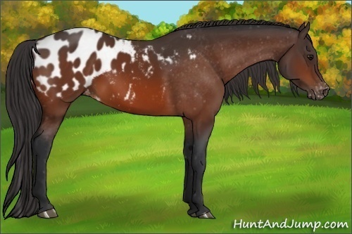 Horse Color:Bay Appaloosa