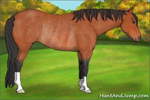 Horse Color:Bay Rabicano 