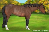 Horse Color:Bay Rabicano
