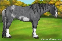 Horse Color:White Spotted Blue Roan Splash Frame Appaloosa
