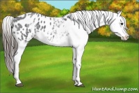 Horse Color:White Spotted Blue Roan Splash Frame Appaloosa