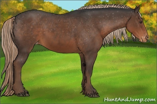 Horse Color:Liver Chestnut Appaloosa 