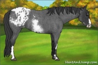 Horse Color:White Spotted Blue Roan Splash Frame Appaloosa