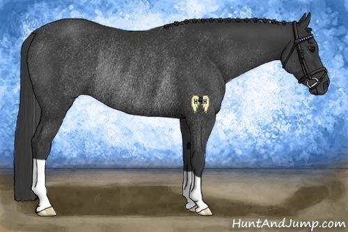 Horse Color:Black Rabicano 