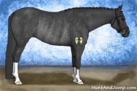 Horse Color:Black Rabicano
