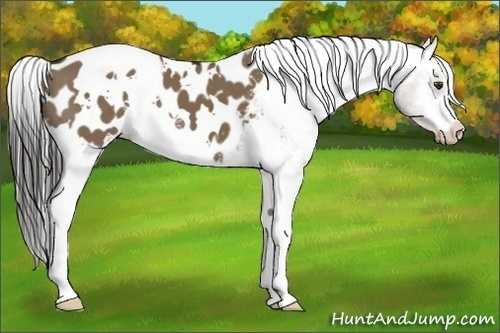 Horse Color:White Spotted Liver Red Dun Blanket