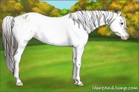 Horse Color:White Spotted Liver Red Dun Appaloosa 