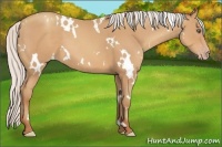 Horse Color:White Spotted Silver Sable Champagne Frame 