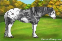 Horse Color:White Spotted Blue Roan Splash Frame Appaloosa 