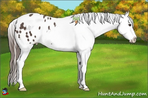 Horse Color:Liver Chestnut Snowflake Varnish 