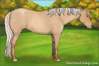 Horse Color:Silver Amber Champagne Roan Frame