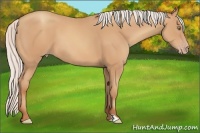 Horse Color:Silver Amber Champagne Frame 