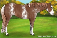 Horse Color:White Spotted Chestnut Splash