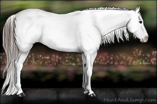 Horse Color:Blue Roan Appaloosa Rabicano 