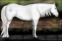 Horse Color:Silver Bay Roan Appaloosa 